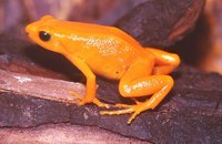 : Mantella aurantiaca