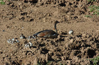 : Alopochen aegyptiacus; Egyptian Goose