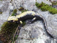 : Salamandra atra aurorae; Alpine Salamander
