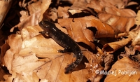 : Salamandra salamandra salamandra; Fire Salamander