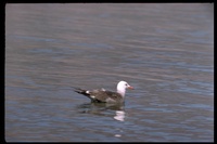 : Larus heermanni; Heermann's Gull