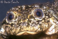 : Telmatobius culeus