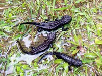 : Tylototriton hainanensis; Hainan Knobby Newt