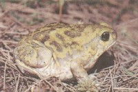: Uperodon systoma; Marbled Balloon Frog