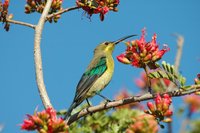 : Nectarinia famosa; Malachite Sunbird