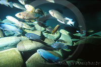 : Pseudotropheus sp.; African Cichlids