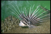 : Pterois sp.; Turkey Fish