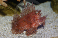 : Rhinopias aphanes; Weedy Scorpionfish