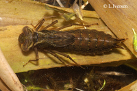 : Aeshna viridis; Green Hawker