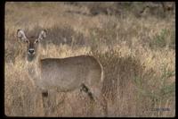 : Kobus defassa; Defassa Waterbuck