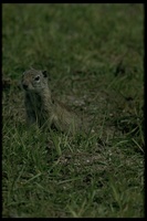 : Spermophilus beldingi; Belding's Ground Squirrel