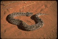 : Bitis arietans; Somali Puff Adder