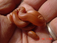 : Charina bottae bottae; Pacific Rubber Boa