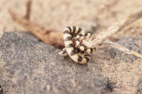 : Chionactis occipitalis; Western Shovel-nosed Snake