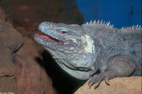 : Cyclura nubila lewisi; Grand Cayman Iguana