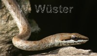 : Psammophis biseriatus; Link-marked Sand Snake