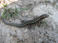 : Zootoca vivipara; Viviparous Lizard
