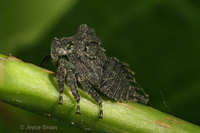 : Telamona sp.; Treehopper