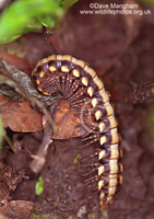 : Nyssodesmus python; Python Millipede
