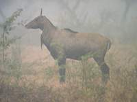 Nilgai, Blue Bull (Boselaphus tragocamelus) 2004. december 29. Bharatpur, Keoladeo Ghana Nationa...