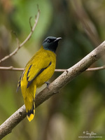 Black-headed Bulbul Scientific name - Pycnonotous atriceps