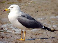 괭이갈매기 Larus crassirostris | black-tailed gull