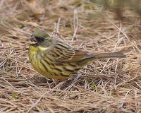 Black-faced Bunting Emberiza spodocephala personata - Male