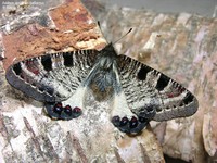Archon apollinus bellargus Foto/billede af