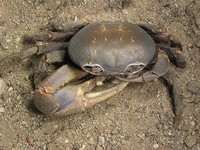 Cardisoma guanhumi - Blue Land Crab
