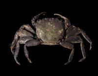 Pachygrapsus marmoratus - Marbled Rock Crab