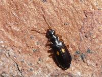 Dromius fenestratus