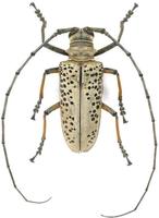 Rosenbergia straussi