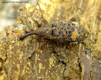 Pissodes piceae - European Silver Fir Weevil