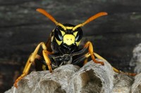 Polistes dominulus