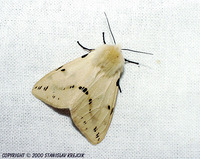 Spilosoma lutea - Buff Ermine