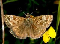 Erynnis tages - Dinky Skipper