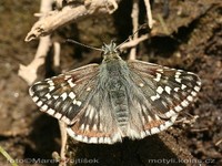 Pyrgus carthami - Safflower Skipper