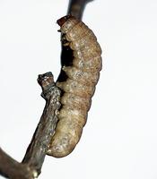 Polia bombycina - Pale Shining Brown