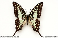 Graphium antheus