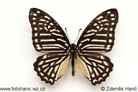 Graphium macareus indochinensis