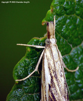 Catoptria falsella