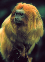 Golden lion tamarin (Leontopithecus rosalia)