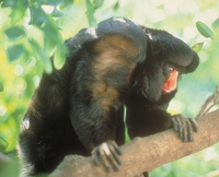 White-nosed saki (Chiropotes albinasus)