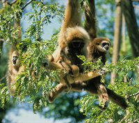 Lar gibbon (Hylobates lar)