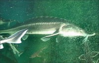 Beluga  Sturgeon