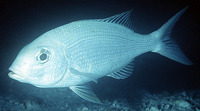 Gymnocranius grandoculis, Blue-lined large-eye bream: fisheries