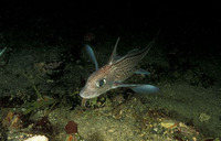 Chimaera monstrosa, Rabbit fish: fisheries