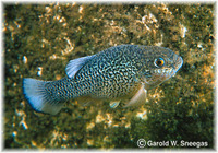 Cyprinodon elegans, Comanche Springs pupfish: