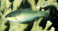 Scarus oviceps, Dark capped parrotfish: fisheries, aquarium