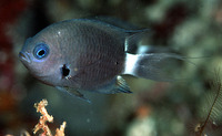 Chromis delta, Deep reef chromis: